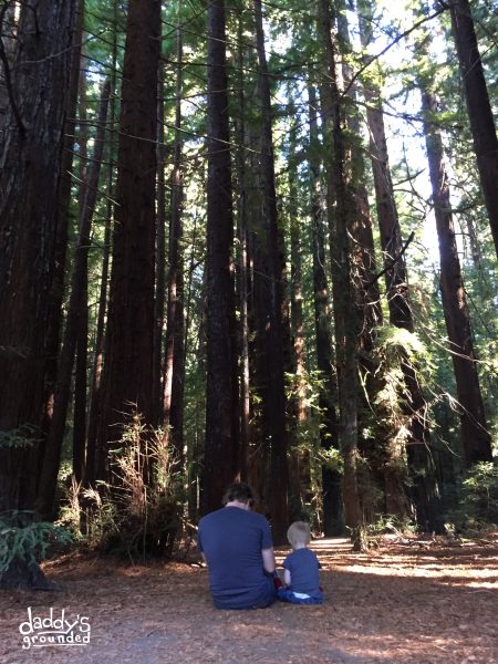 Father & Son in the Redwoods